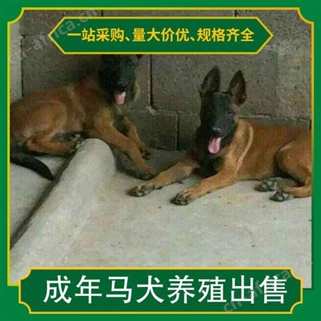 成年马犬养殖出售 品种马里努阿犬 颜色黄色 体长57cm
