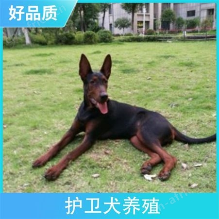护卫犬养殖 品种拉布拉多犬 别名黑背 颜色黄色 体重35cm