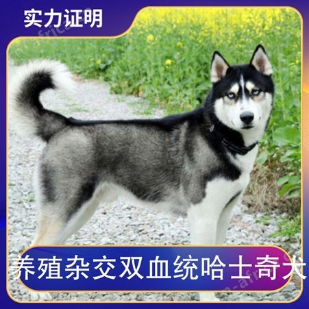 养殖杂交双血统哈士奇犬 别名二哈 犬种西伯利亚雪橇犬