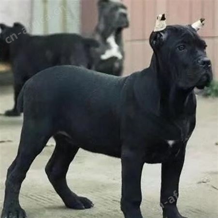 卡斯罗犬 护卫犬 工作犬 威武霸气好养活可视频挑选