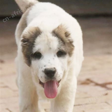 供应大骨架青年中亚牧羊犬 身体延展性好 提供技术指导