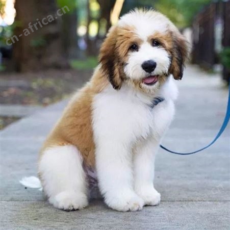 散养大体型中亚牧羊犬 双血统宠物犬 体格健壮 适应能力强