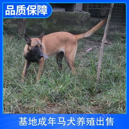 基地成年马犬养殖出售 公母均有 规格幼犬 品种马犬