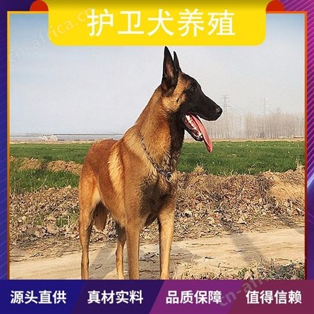 护卫犬养殖 品种拉布拉多犬 别名黑背 颜色黄色 体重35cm
