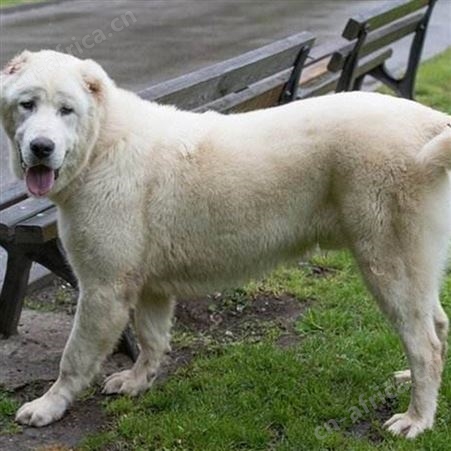 活体散养中亚牧羊犬 被毛光滑柔软 抗病能力强 饲养简单 明茂