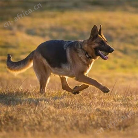 德牧幼犬 牧羊犬 德国黑背 双血统 活泼可爱 放牧牛羊 明茂