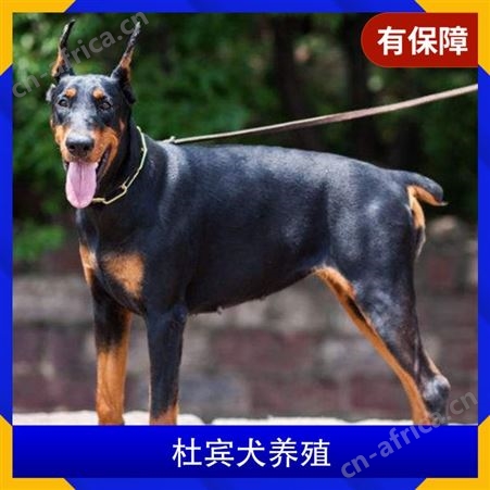 杜宾犬养殖基地 规格成年犬 品种杜宾犬 尾长4cm