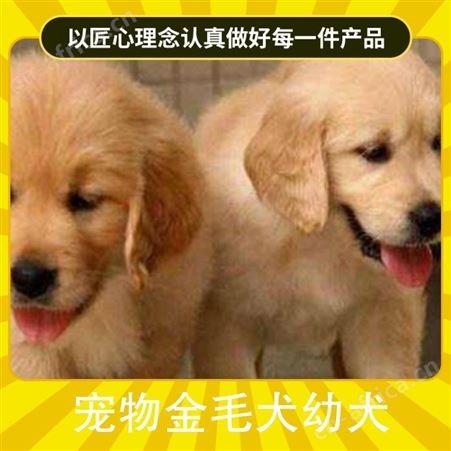 宠物金毛犬幼犬 箱装数量100根 动物种类犬类 体高60cm