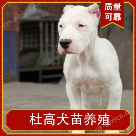 杜高犬苗养殖 体长110cm 毛色白色 体高55cm 动物种类犬类