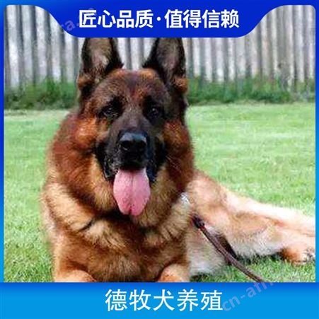 德牧犬养殖基地 免疫驱虫已做 服务指导养殖技术