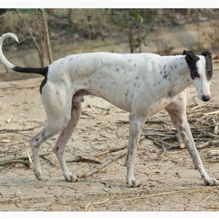 成年格力犬 自养自销 可看家护院 犬 品种优良 适应性广