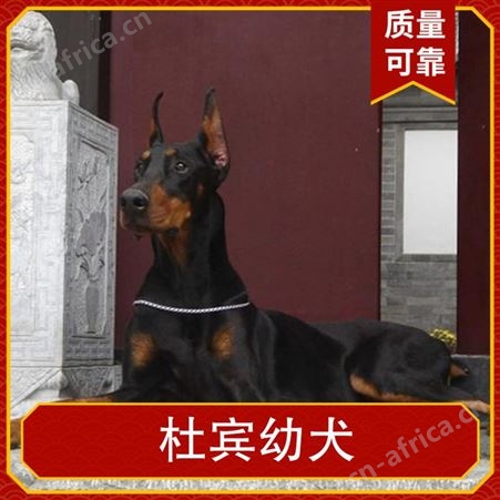 杜宾幼犬多钱 颜色咖啡色 黑 发货方式空运 陆运