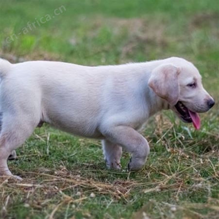 长期供应拉布拉多幼犬 小型长毛巡回犬 延展性强 提供技术指导