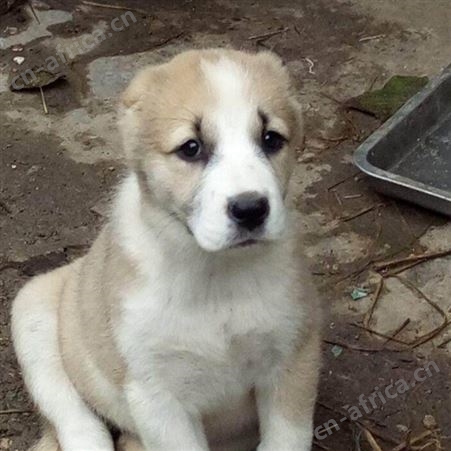 大体型成年宠物中亚牧羊犬 看家护院犬 体格健壮 饲养简单