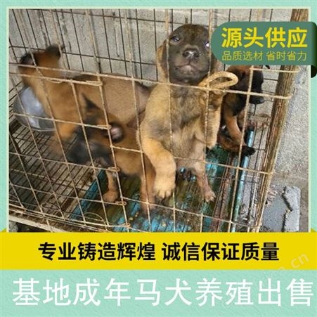 基地成年马犬养殖出售 公母均有 规格幼犬 品种马犬