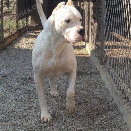 杜高犬 大体型供应宠物幼犬 性情温顺 行动敏捷 适应性强