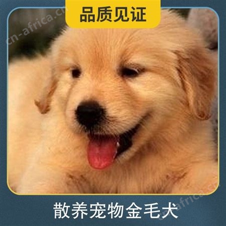 散养宠物金毛犬 规格幼犬 公母均有 体长55cm 体重25kg