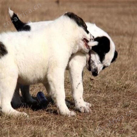 圈养中亚牧羊犬 成年宠物犬大型养殖 饲养简单 视频挑选
