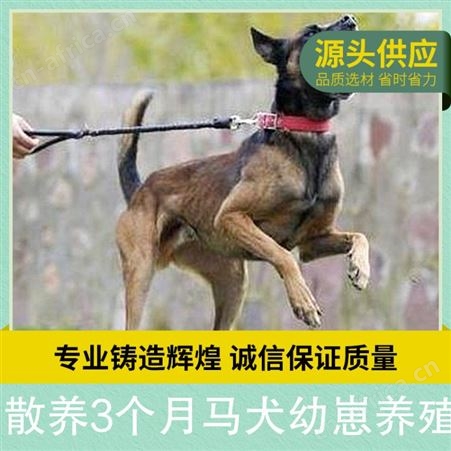 散养3个月马犬幼崽养殖 规格幼崽 品种马犬 体长40cm
