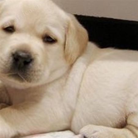 农家散养拉布拉多幼犬 双血统 科学饲养 提供技术指导