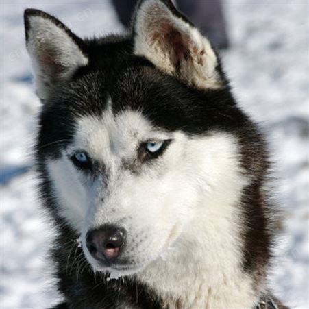 农家散养宠物哈士奇犬 体形高大 采食性广 已做免疫驱虫