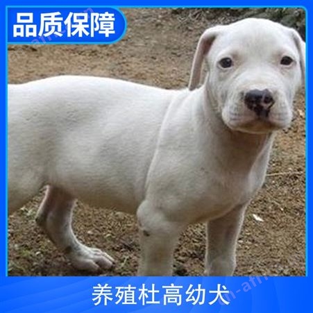 养殖杜高幼犬 公母均有 品种杜高犬 胸围40cm 体长65cm