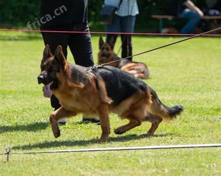 德国牧羊犬 双血统萌犬幼崽 适应能力强 体型匀称