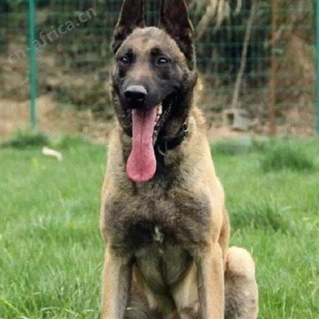 纯种马犬养殖基地 自然立耳 看家护院 明茂养殖场