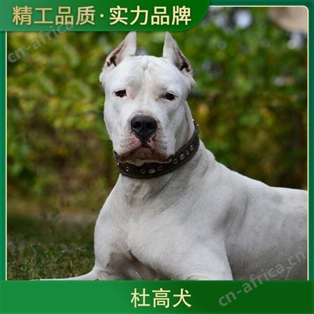 卡斯罗和杜高犬谁厉害 公母均有 体长80cm 毛色白色