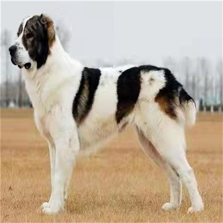 养殖供应中亚牧羊犬幼犬 活体 已做免疫驱虫 明茂养殖