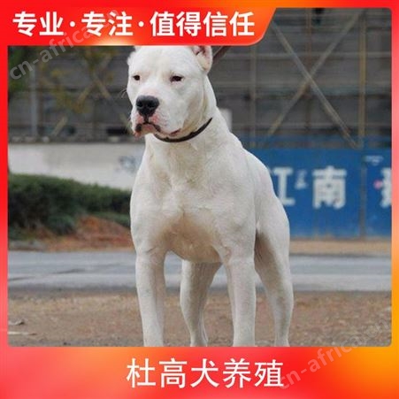 杜高犬养殖场 品种杜高 颜色白色 年龄幼犬 免疫驱虫已做完