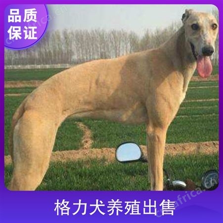 格力犬养殖出售 体长98cm 胸围37cm 管围23cm 毛色棕色
