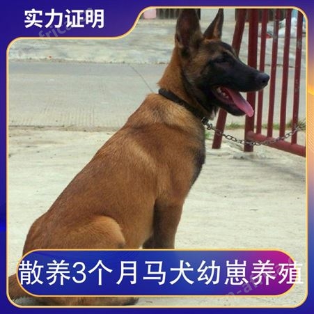 散养3个月马犬幼崽养殖 规格幼崽 品种马犬 体长40cm