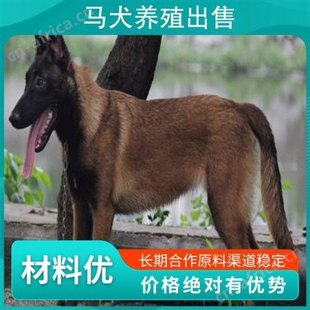 马犬养殖出售 品种马犬 毛长短毛 血统信息有血统证书
