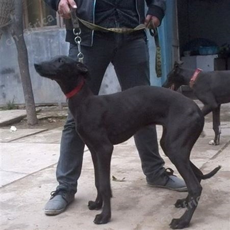散养青年格力犬 机警敏锐 抗病能力强 明茂养殖
