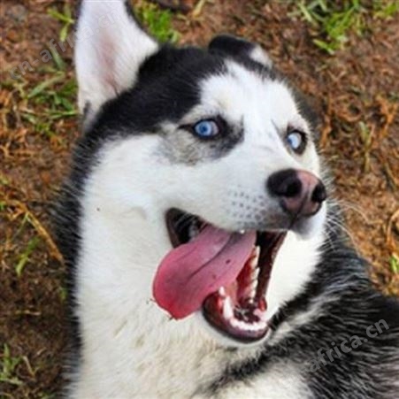 纯种哈士奇犬 哈士奇活体幼犬 宠物犬 生长快 已做免疫驱虫