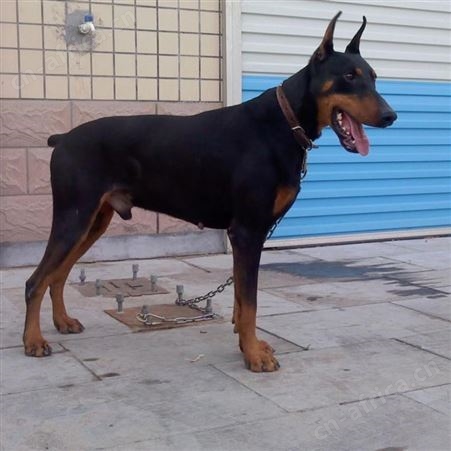 宠物杜宾犬自然立耳 纯种杜宾犬 四肢发达 科学喂养
