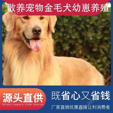 散养宠物金毛犬幼崽养殖 公母均有 品种金毛犬 体长55cm