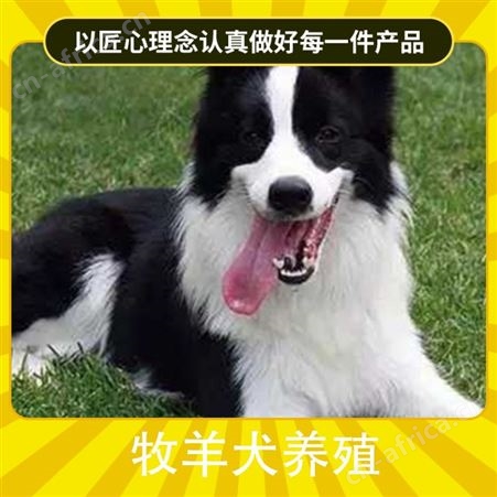 边境牧羊犬养殖基地 规格幼崽 免疫驱虫已做 体重12kg
