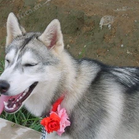 长期供应哈士奇活体 宠物哈士奇犬 生长速度快 饲养简单 明茂