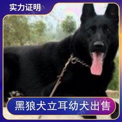 黑狼犬立耳幼犬出售 公母均有 品种黑狼犬 胸围58