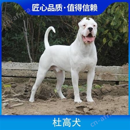 卡斯罗和杜高犬谁厉害 公母均有 体长80cm 毛色白色