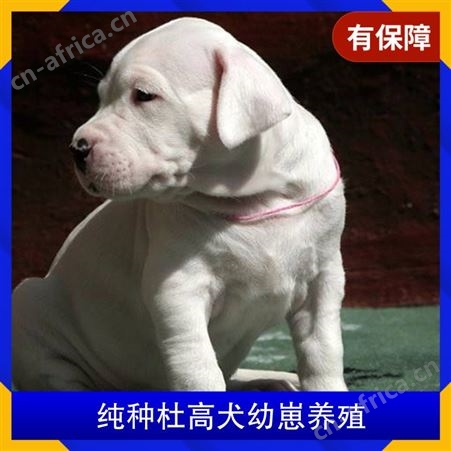 纯种杜高犬幼崽养殖 品种杜高犬 年龄2-6 免疫驱虫已做完