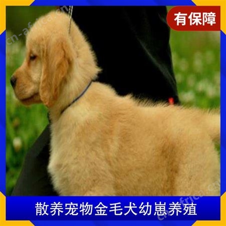散养宠物金毛犬幼崽养殖 公母均有 品种金毛犬 体长55cm
