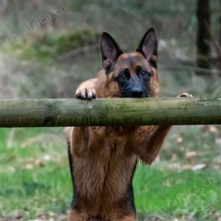德国牧羊幼犬 大体型德牧犬养殖 体格健壮 已做防疫驱虫 明茂