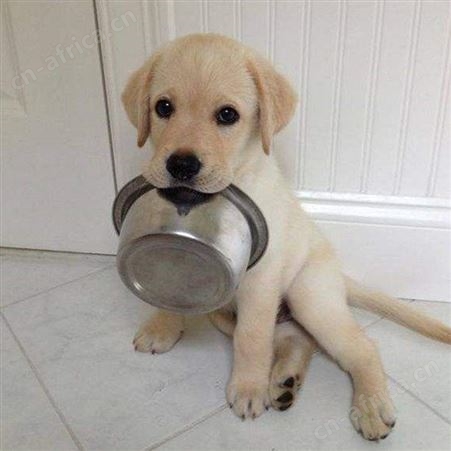 拉布拉多犬 巡回导盲犬活体销售 品种优良 明茂养殖场