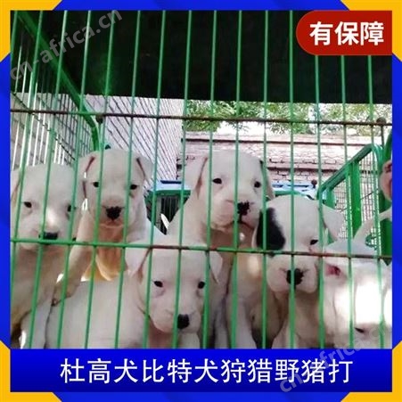 杜高犬比特犬野猪打 公母公母均有 品种犬