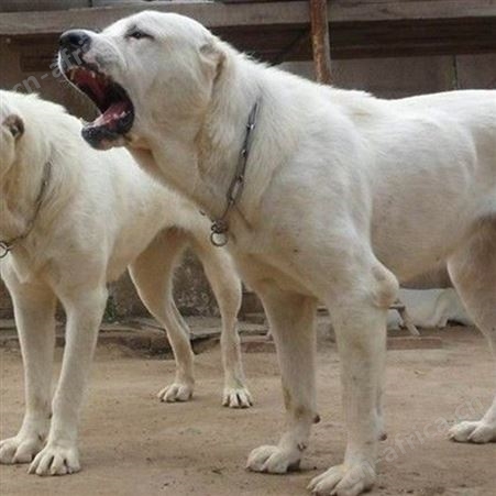 中亚牧羊犬养殖 双血统 大骨架犬 采食性广 耐粗饲