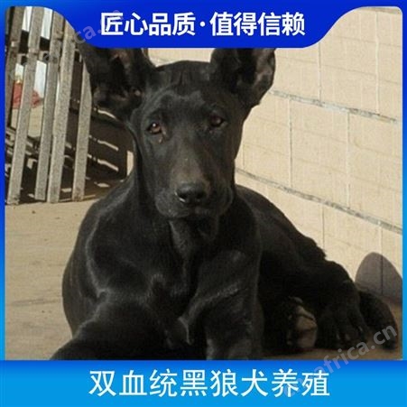 双血统黑狼犬养殖 公母均有 品种黑狼犬 体高65~70cm