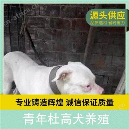 青年杜高犬养殖 公母均有 体重22kg 胸围18cm 免疫驱虫已做完